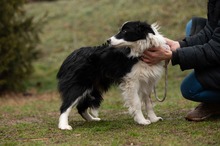 GOBBIHILDA, Hund, Border Collie in Ungarn - Bild 12