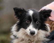 GOBBIHILDA, Hund, Border Collie in Ungarn - Bild 2