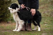 GOBBIHILDA, Hund, Border Collie in Ungarn - Bild 3