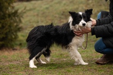 GOBBIHILDA, Hund, Border Collie in Ungarn - Bild 4