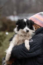 GOBBIHILDA, Hund, Border Collie in Ungarn - Bild 5