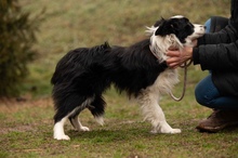 GOBBIHILDA, Hund, Border Collie in Ungarn - Bild 6