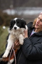 GOBBIHILDA, Hund, Border Collie in Ungarn - Bild 7