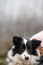 GOBBIHILDA, Hund, Border Collie in Ungarn - Bild 8