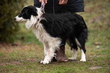 GOBBIHILDA, Hund, Border Collie in Ungarn - Bild 9