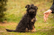 SZÖSZMI, Hund, Mischlingshund in Ungarn - Bild 1