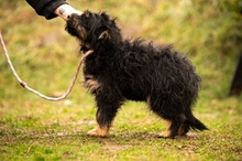 SZÖSZMI, Hund, Mischlingshund in Ungarn - Bild 11