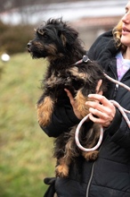 SZÖSZMI, Hund, Mischlingshund in Ungarn - Bild 2