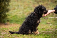 SZÖSZMI, Hund, Mischlingshund in Ungarn - Bild 3