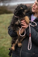 SZÖSZMI, Hund, Mischlingshund in Ungarn - Bild 4