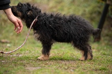 SZÖSZMI, Hund, Mischlingshund in Ungarn - Bild 8