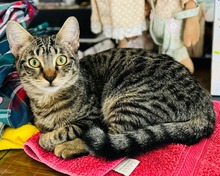 FREYA, Katze, Europäisch Kurzhaar in Zypern - Bild 2