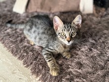 FREYA, Katze, Europäisch Kurzhaar in Zypern - Bild 3