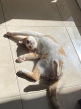 SUNNY, Katze, Europäisch Kurzhaar in Zypern - Bild 4