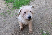 LEONONNO, Hund, Terrier-Mix in Italien - Bild 1