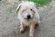 LEONONNO, Hund, Terrier-Mix in Italien - Bild 2