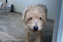 LEONONNO, Hund, Terrier-Mix in Italien - Bild 4