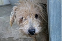 LEONONNO, Hund, Terrier-Mix in Italien - Bild 5