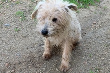 LEONONNO, Hund, Terrier-Mix in Italien - Bild 6