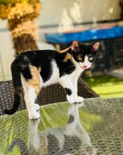 BETTY, Katze, Europäisch Kurzhaar in Zypern - Bild 1