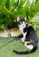 BETTY, Katze, Europäisch Kurzhaar in Zypern - Bild 2