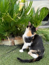 BETTY, Katze, Europäisch Kurzhaar in Zypern - Bild 3