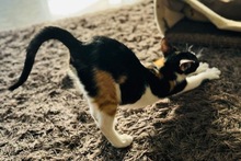 BETTY, Katze, Europäisch Kurzhaar in Zypern - Bild 4