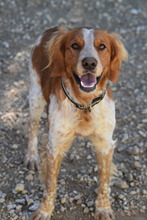 DUBLIN, Hund, Epagneul Breton in Berlin - Bild 3