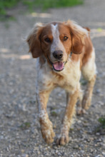 DUBLIN, Hund, Epagneul Breton in Berlin - Bild 4