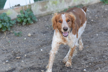 DUBLIN, Hund, Epagneul Breton in Berlin - Bild 5