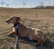 TOSCA, Hund, Mischlingshund in Rumänien - Bild 3