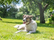 MAXE, Hund, Mischlingshund in Schwaan - Bild 10