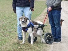 MAXE, Hund, Mischlingshund in Schwaan - Bild 11