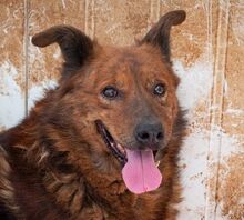 GRIZZLY, Hund, Mischlingshund in Rumänien - Bild 1