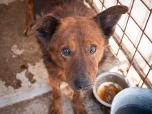 GRIZZLY, Hund, Mischlingshund in Rumänien - Bild 3