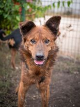 GRIZZLY, Hund, Mischlingshund in Rumänien - Bild 4