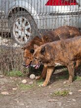 GRIZZLY, Hund, Mischlingshund in Rumänien - Bild 8