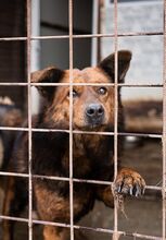 GRIZZLY, Hund, Mischlingshund in Rumänien - Bild 9