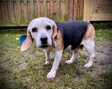 POPPY, Hund, Beagle in Radolfzell - Bild 1