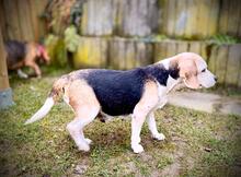 POPPY, Hund, Beagle in Radolfzell - Bild 2