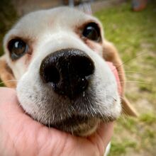 POPPY, Hund, Beagle in Radolfzell - Bild 4