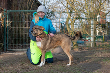 ELVIS, Hund, Mischlingshund in Grethem - Bild 2