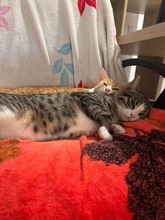 PORTOLUCKY, Katze, Hauskatze in Ketsch - Bild 2