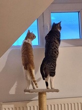 PORTOLUCKY, Katze, Hauskatze in Ketsch - Bild 4