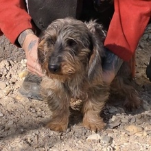 ZINI, Hund, Rauhaardackel in Ungarn - Bild 3