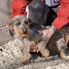 ZINI, Hund, Rauhaardackel in Ungarn - Bild 5