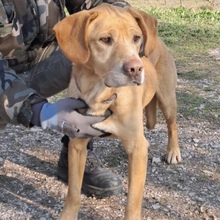 RUDI, Hund, Ungarischer Vorstehhund in Ungarn - Bild 1