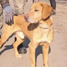 RUDI, Hund, Ungarischer Vorstehhund in Ungarn - Bild 5