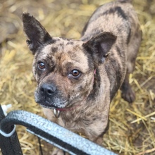 NIRA, Hund, Französische Bulldogge in Ungarn - Bild 1