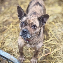 NIRA, Hund, Französische Bulldogge in Ungarn - Bild 2